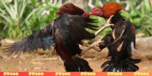 Gà trước khi đá nên làm gì