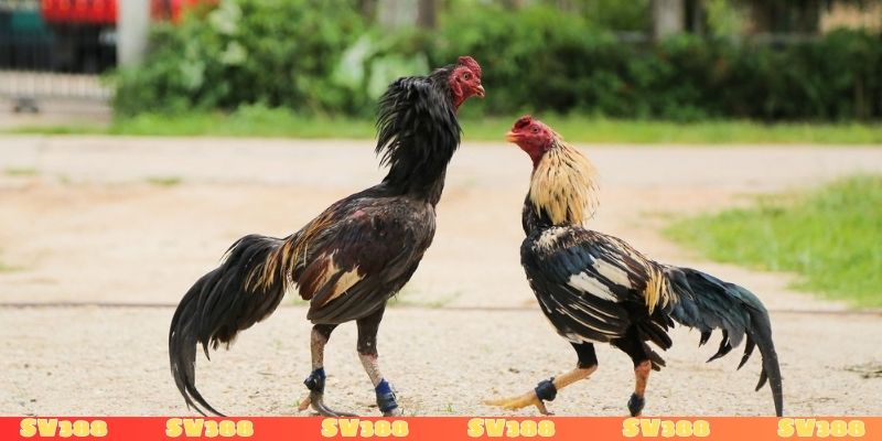 Gà trước khi đá nên làm gì? Khám phá sức hút