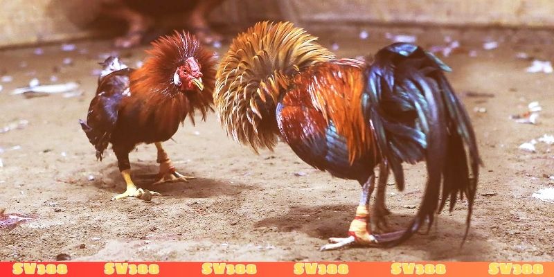 Gà trước khi đá nên làm gì? Sai lầm cần tránh