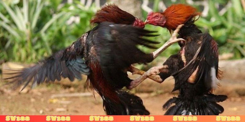 Gà trước khi đá nên làm gì