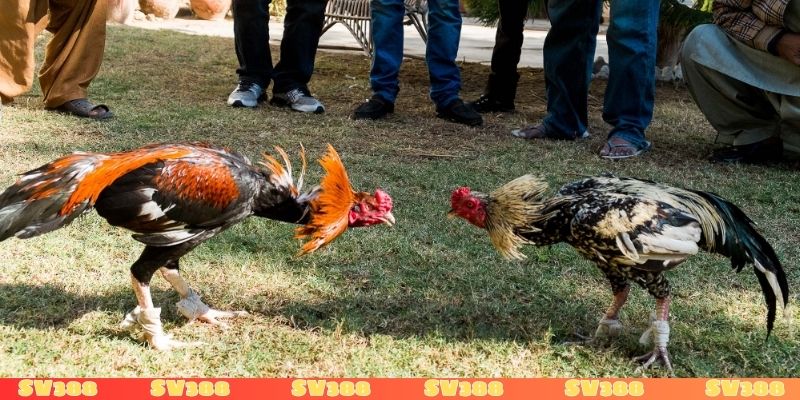 Hiểu rõ tỷ lệ thưởng khi tham gia đá gà