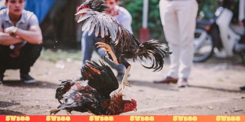 Làm biện gà là gì có gì khác so trong giới chọi gà