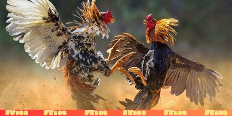 Làm biện gà là gì