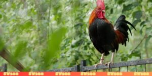 Mơ thấy gà chọi đánh con gì