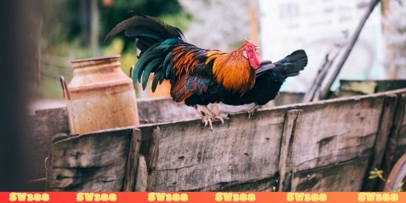 Mơ thấy gà chọi đánh con gì có ý nghĩa thế nào?