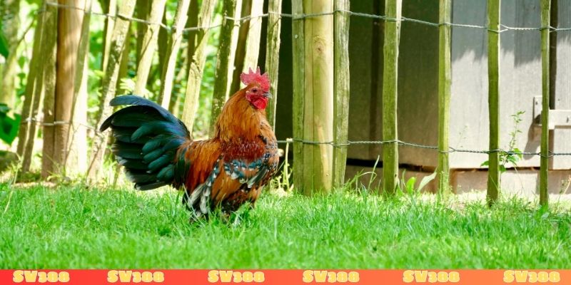 Mơ thấy gà chọi đánh con gì để rinh thưởng