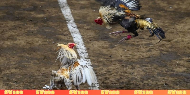 Một số loại hình đá gà Thomo thường gặp