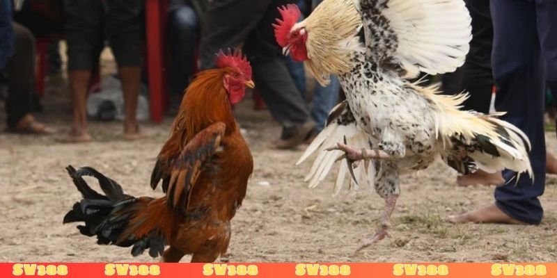 Mức phạt cho hội viên khi tổ chức đá gà 