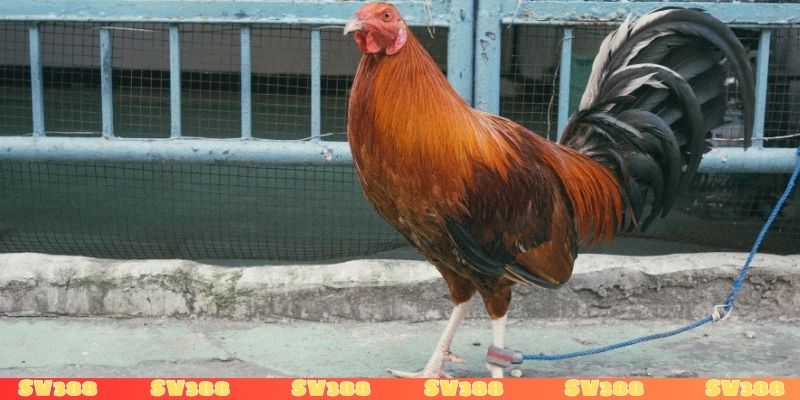 Nằm mơ thấy gà bị thương xui hay hên?