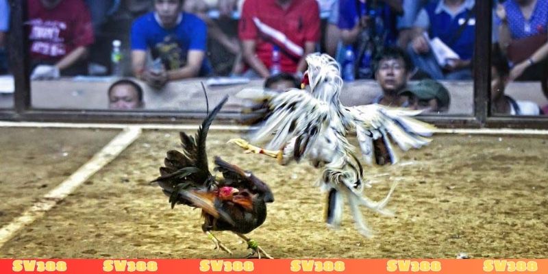 Nhiệm vụ chính của người làm biện gà là gì?