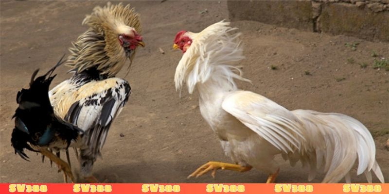 Sức hút hấp dẫn của người làm biện gà là gì?