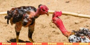 tại sao đá gà mạng luôn thua