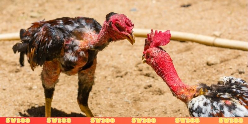 tại sao đá gà mạng luôn thua