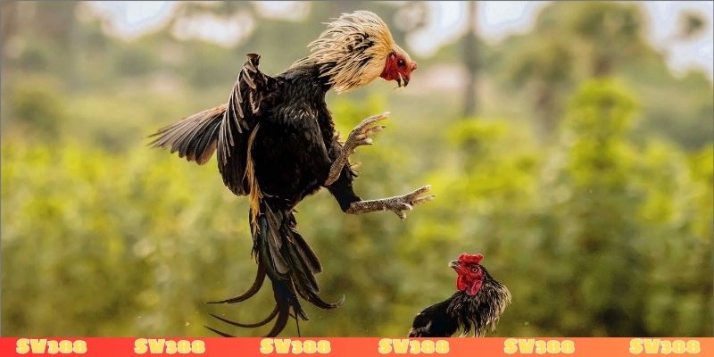 Tổ chức đá gà có bị phạt tù không và hậu quả pháp lý