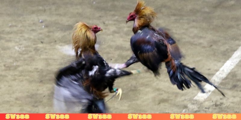 Tổ chức đá gà có bị phạt tù không