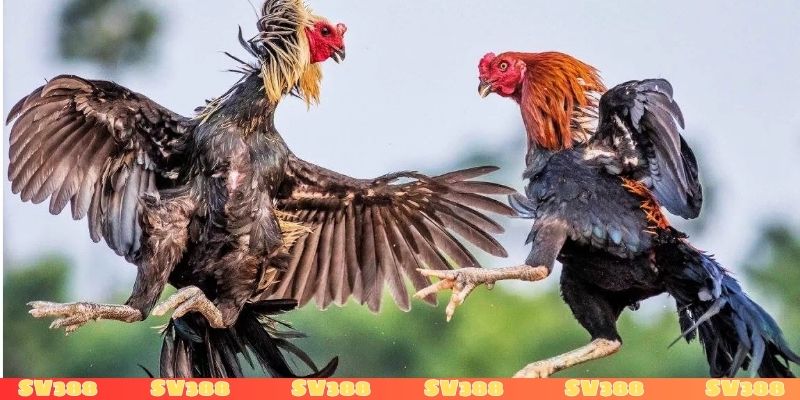 Ưu điểm nổi bật của đá gà Thomo là gì