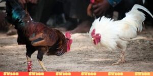 Xem đá gà có bị phạt không