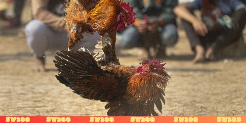 Xem đá gà có bị phạt không? Hậu quả cần tránh